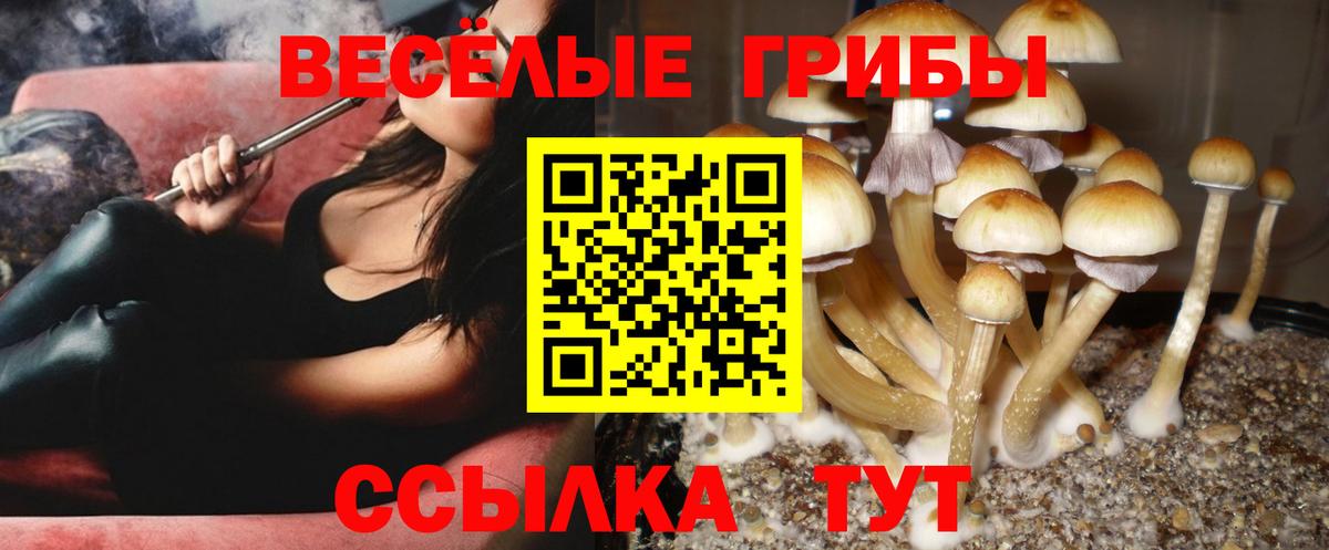 Галлюциногенные грибы прущие грибы  наркотики  Шебекино  Вход с VPN  Галлюциногенные грибы прущие грибы 